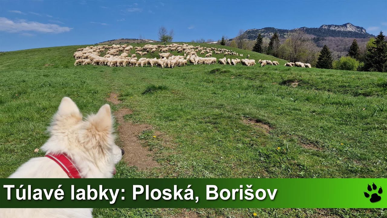 Túlavé labky: Ploská, Borišov (Veľká Fatra)
