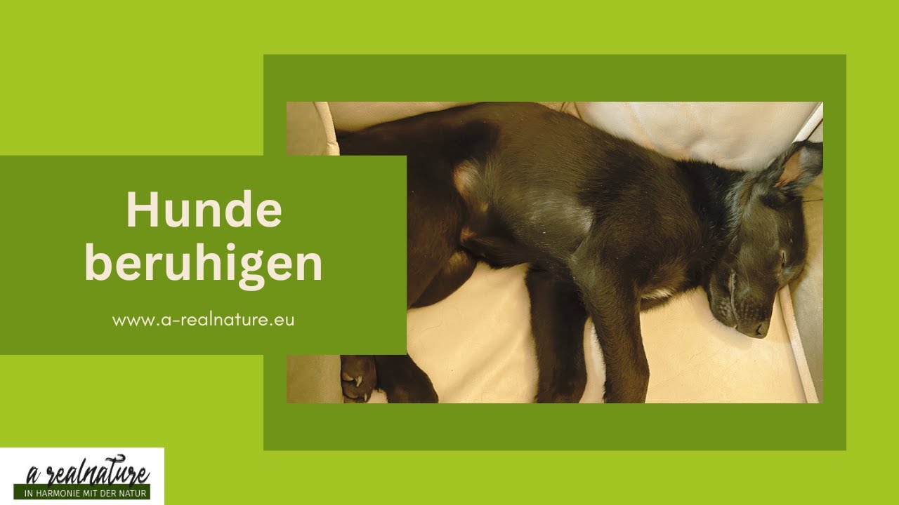 Hundeentspannung - Hund beruhigen - Hunde Entspannungsmusik