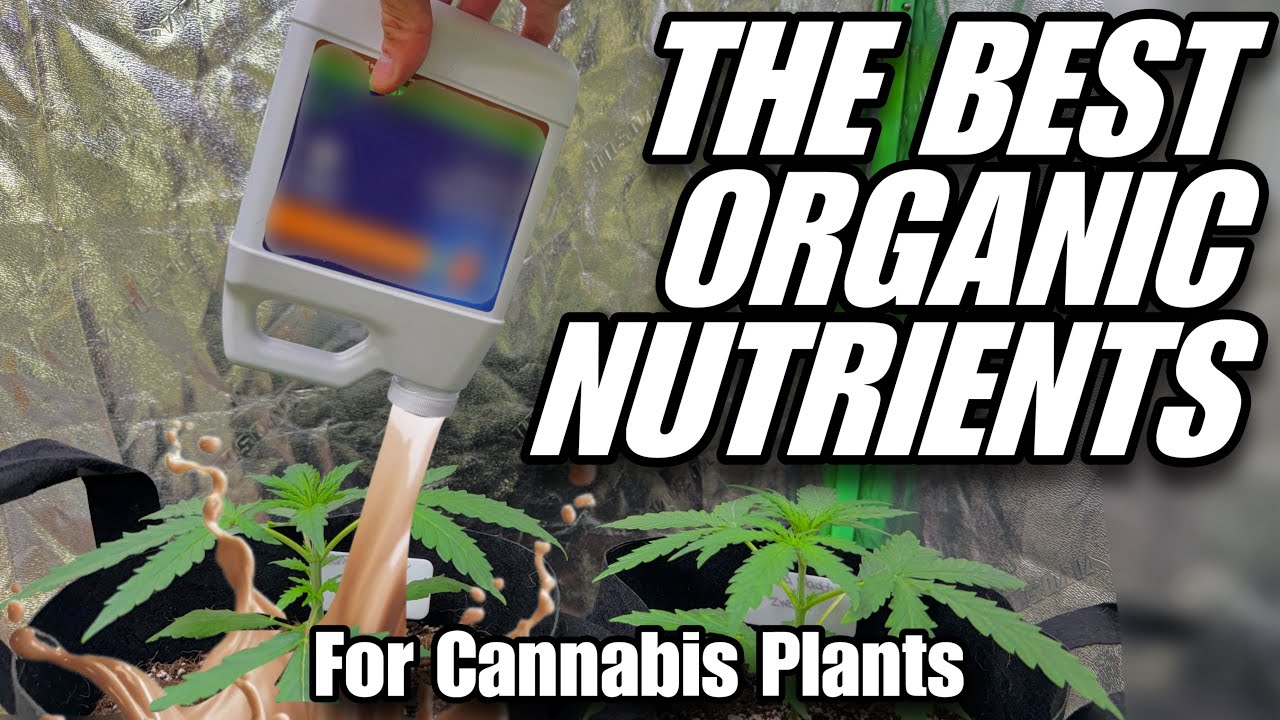 The Best Organic Nutrients for Cannabis Plants