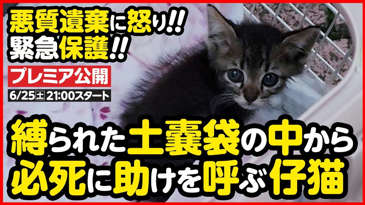 【子猫保護】悪質遺棄！土嚢袋の中に子猫が...！緊急保護しました