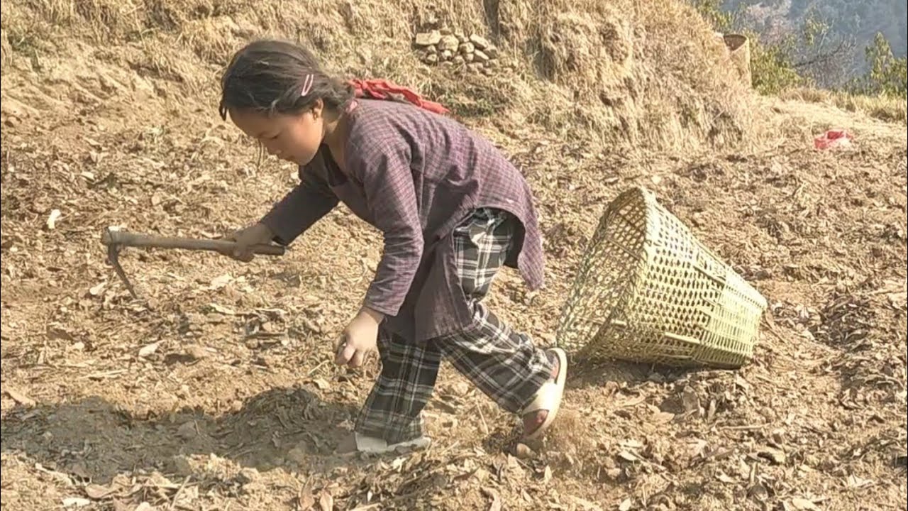 छोरीको आलु रोप्ने इच्छा पूरा भयौ | Gaunle Jiban | Priya Magar | Village Life | Sunil Vlogs2