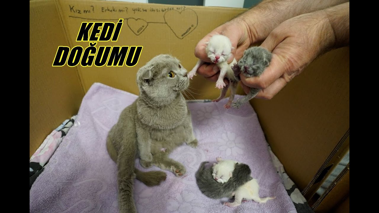 KEDİ DOĞUMU | KEDİMİZ TAR&Ccedil;IN DOĞURDU! İŞTE YENİ YAVRU KEDİLERİMİZ