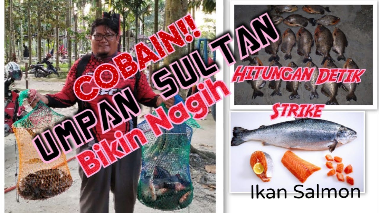 HITUNGAN DETIK STRIKE || Umpan Bawal Salmon || Umpan Bawal Harian Umpan Bawal Paling Jitu Siang Hari