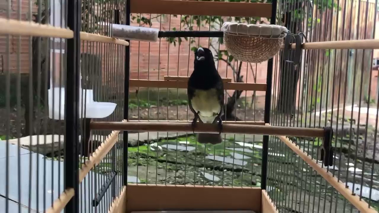PAPA CAPIM TUI TUI ENCARTE PERFEITO  CANTO TUI TUI