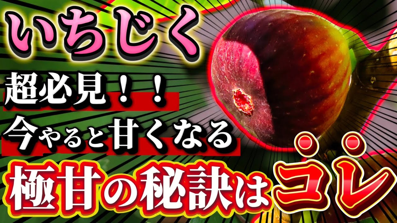 【超激甘に】いちじくを甘くするならコレを必ず入れてください！甘くなる仕組みや作業についてお話します