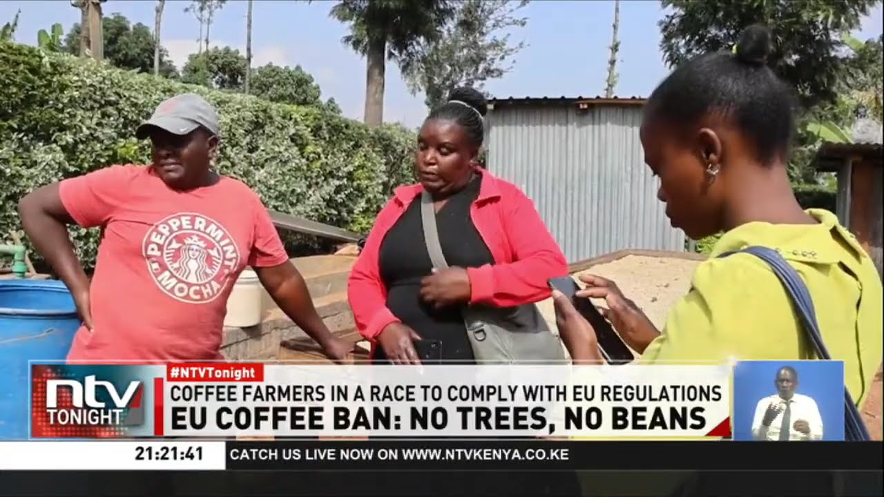Coffee farmers in a race to comply with the European Union Deforestation Regulation