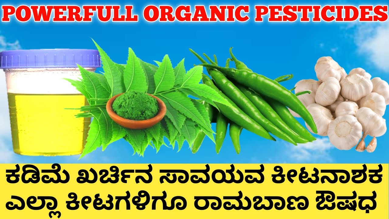 Organic Pesticide at Low Cost | Panacea for All Pests | Powerful Organic Pesticides