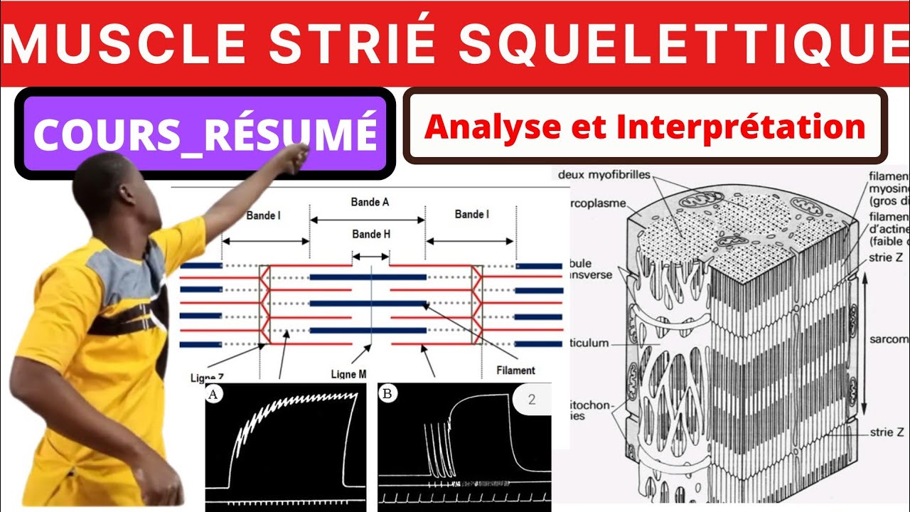 SVT||Cours#Muscle_strié_squelettique#Résumé#Analyse_Interpretation_Conclusion#
