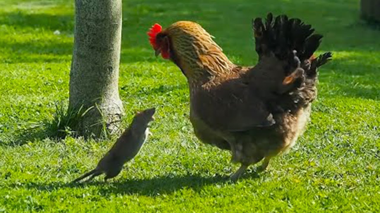 15 Most Fearless Animals On The Planet