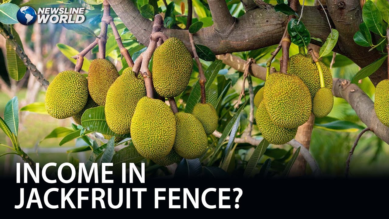 Jackfruit fence in Davao City earns significant income