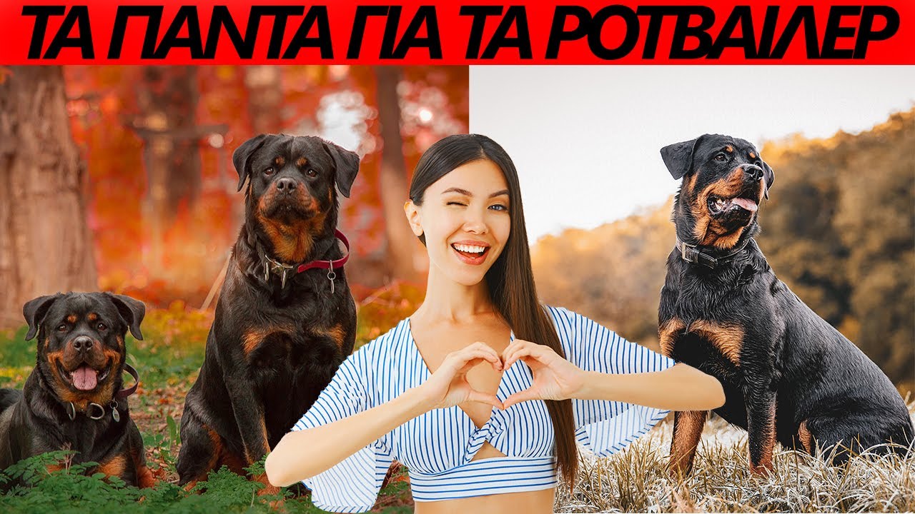 Μάθετε το Ροτβάιλερ🐾.  Rottweiler - χαρακτήρας, συμπεριφορά, ανάγκες. Ένας μοναδικός σκύλος!