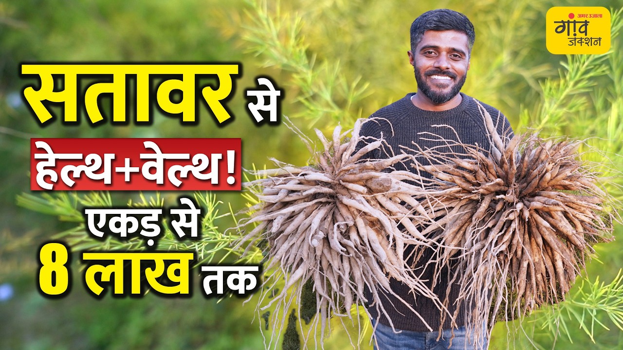 शिक्षक ने 8 एकड़ में शुरू की सतावर की खेती, सूखी जड़ों से लाखों की कमाई | Gaon Junction LIVE