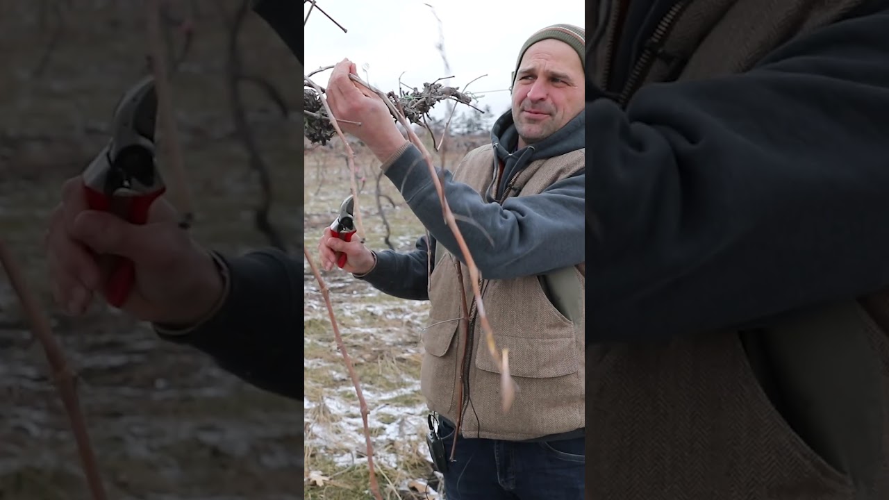 Mastering Grape Vine Pruning: Essential Tips for Optimal Growth and Harvest #tips