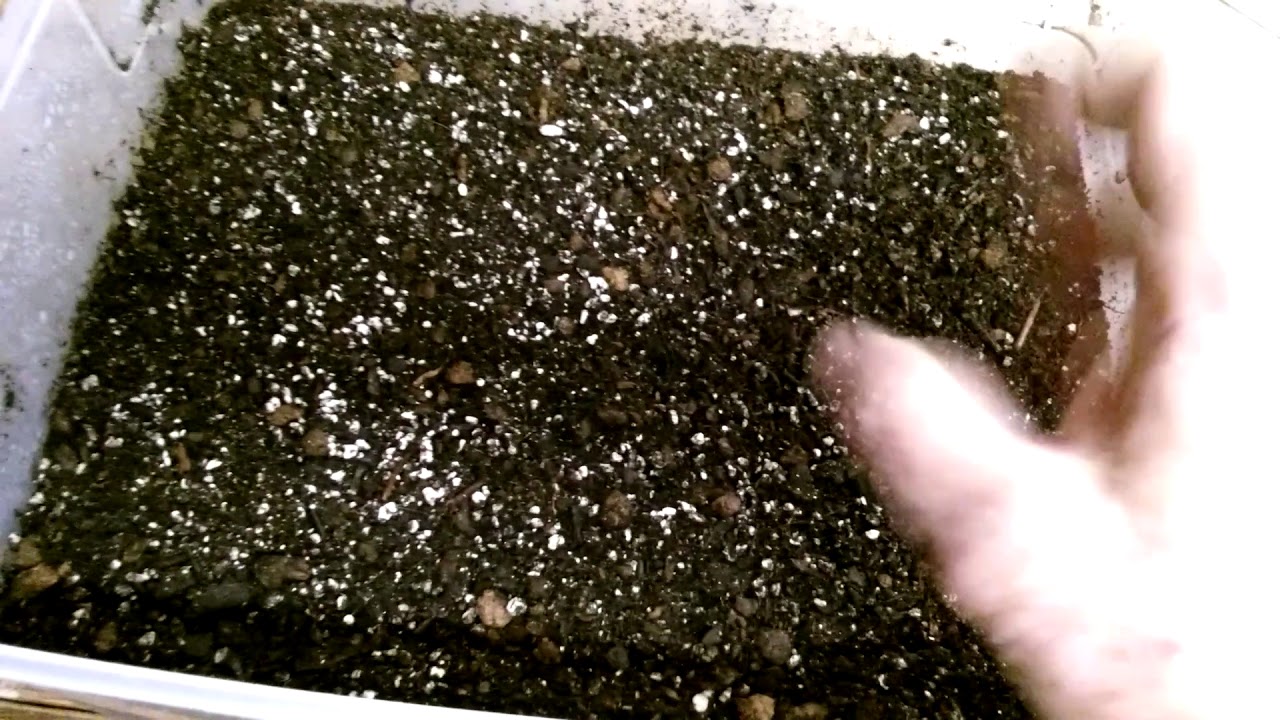 African violets.................my soil mix and additives.
