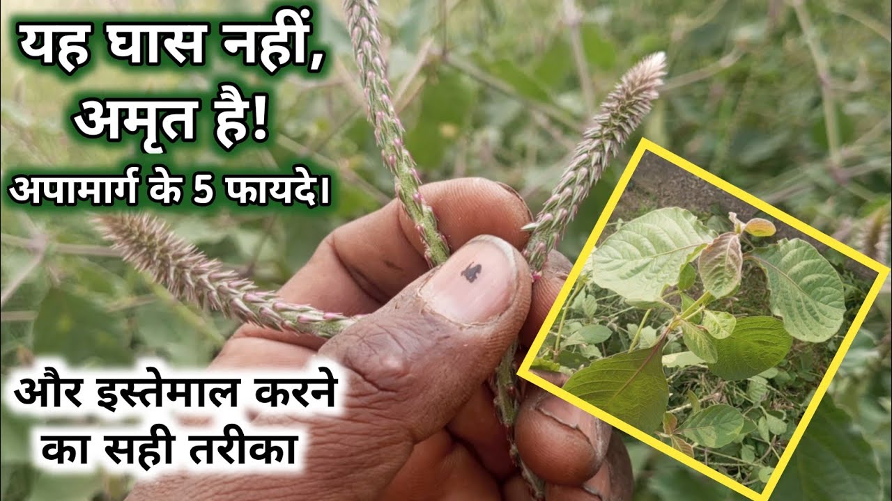 यह घास नहीं, अमृत है! अपामार्ग के 5 चमत्कारी फायदे और इस्तेमाल का सही तरीका | Master Mali 