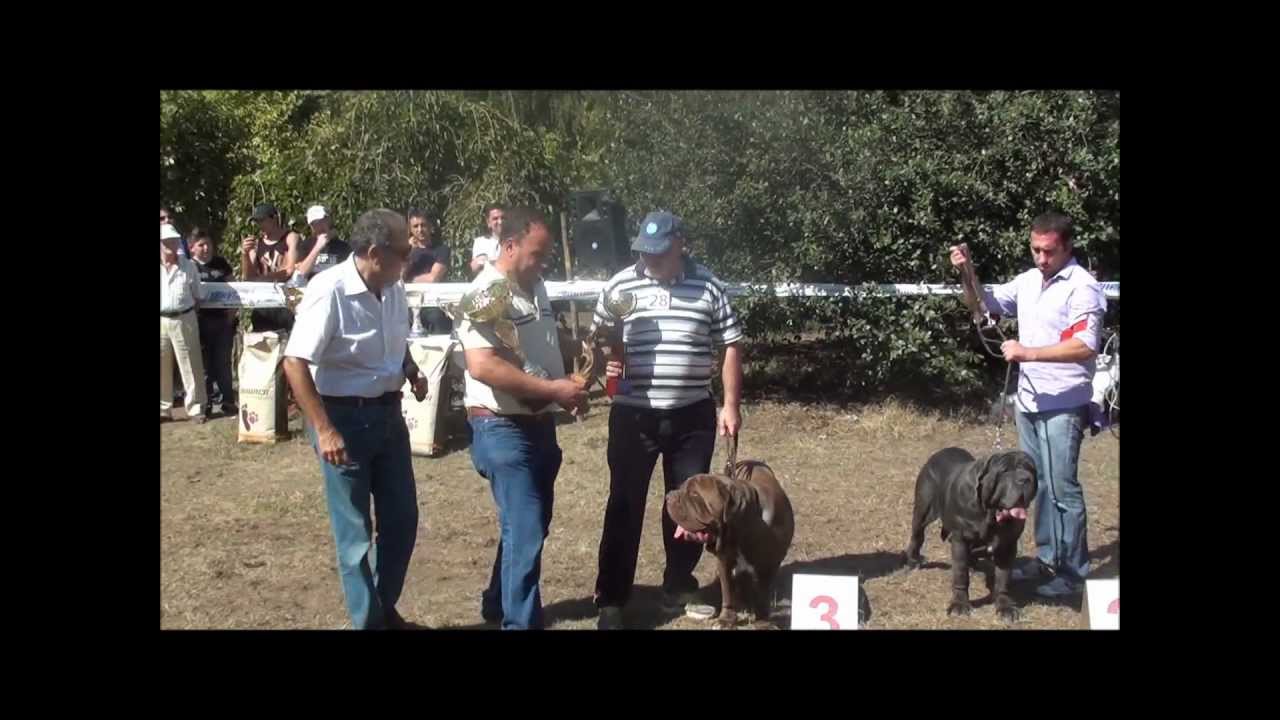 Raduno Scisciano 2011 Classe Libera Femmine Parte 2 - Mastino Napoletano