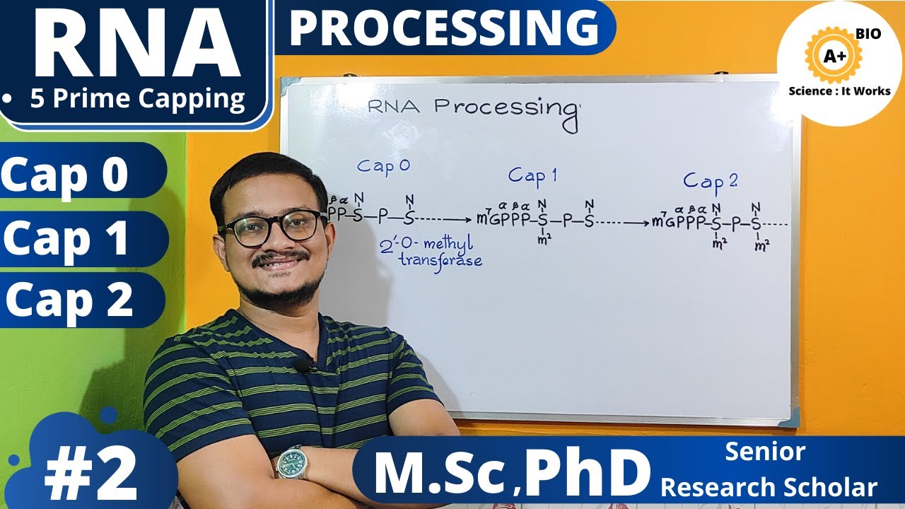 5 Prime Capping of mRNA || RNA Processing