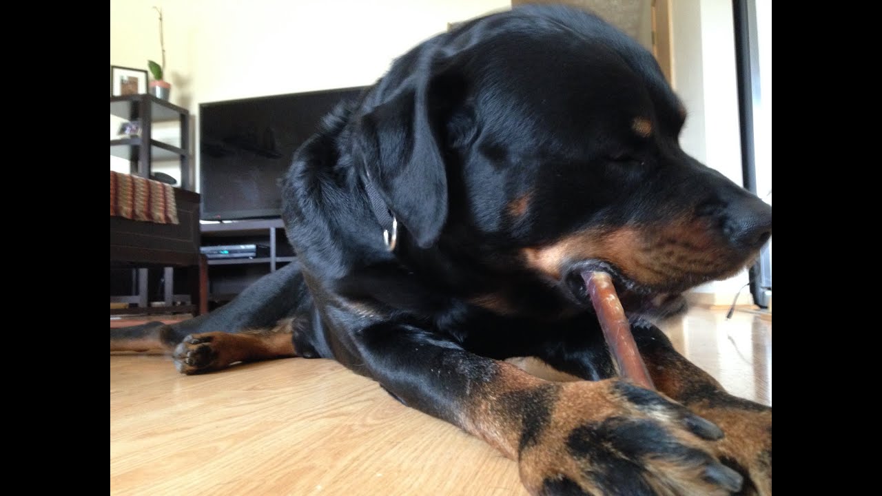 Rottweiler Food Aggression Part 3