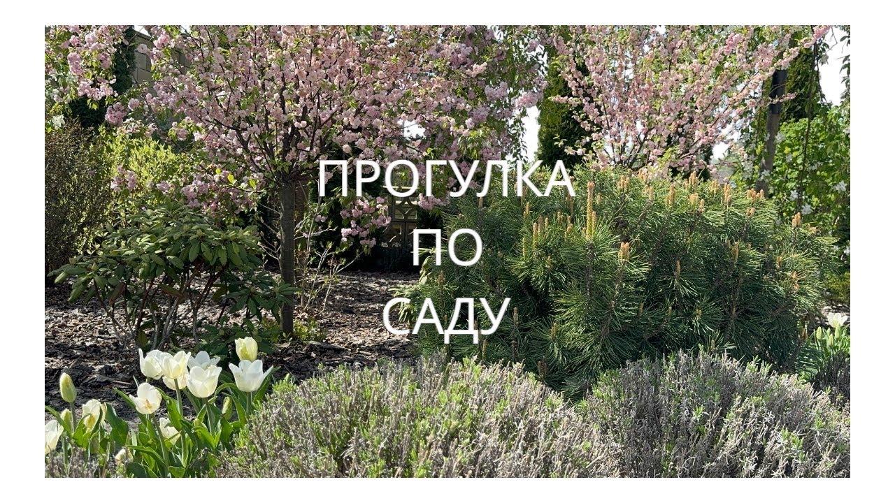 ПРОГУЛКА ПО САДУ В АПРЕЛЕ 🌷