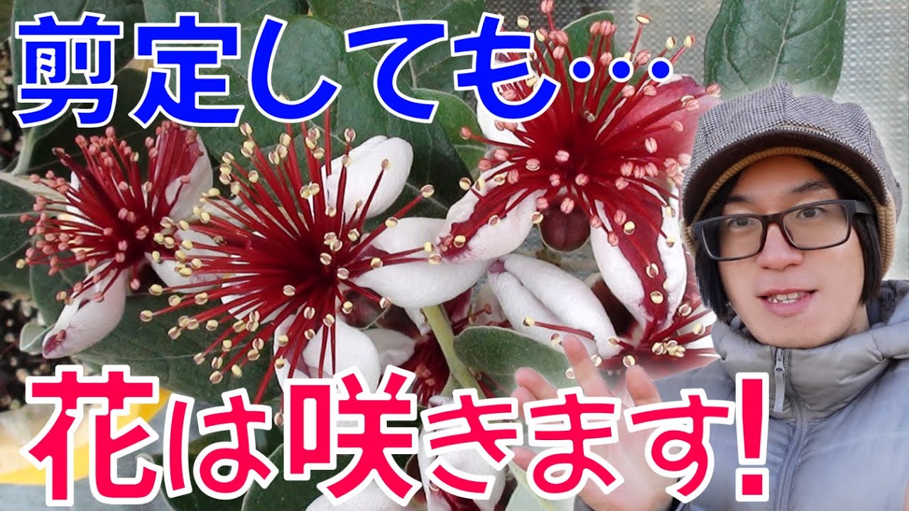 【果樹】フェイジョアは剪定しても花が咲きます！あなたのフェイジョア、徒長してませんか？剪定の仕方、時期。芯止めの仕方。【feijoa】