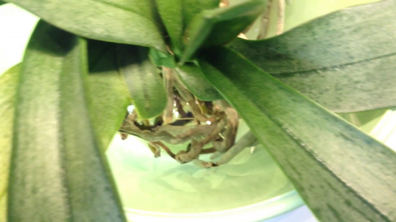 Phalaenopsis Orchideen im Wasser: bald gibt es Blüten...!