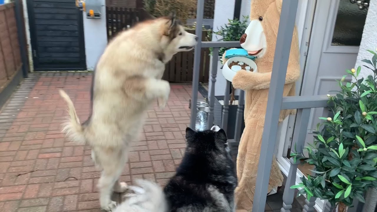 PRANKING OUR DOGS IN A TEDDY BEAR OUTFIT | WATCH TIL THE END FUNNIEST REACTION!