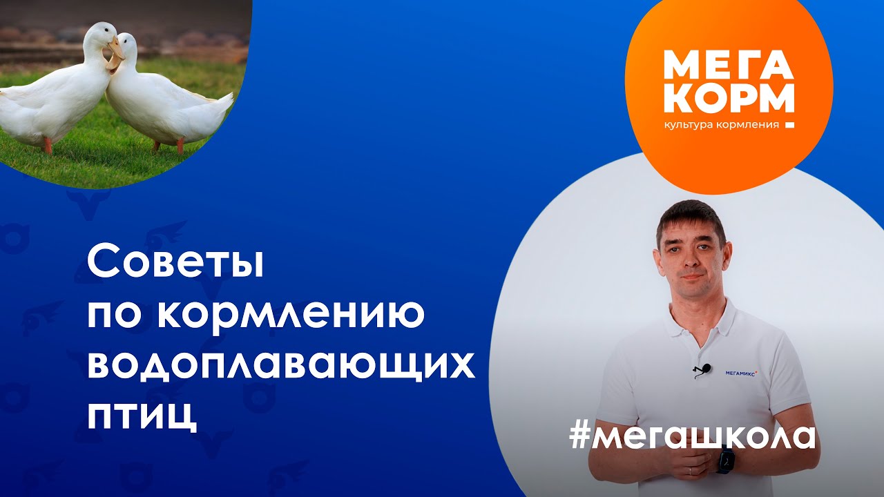 Что нужно знать об утках? Кормление и содержание водоплавающих