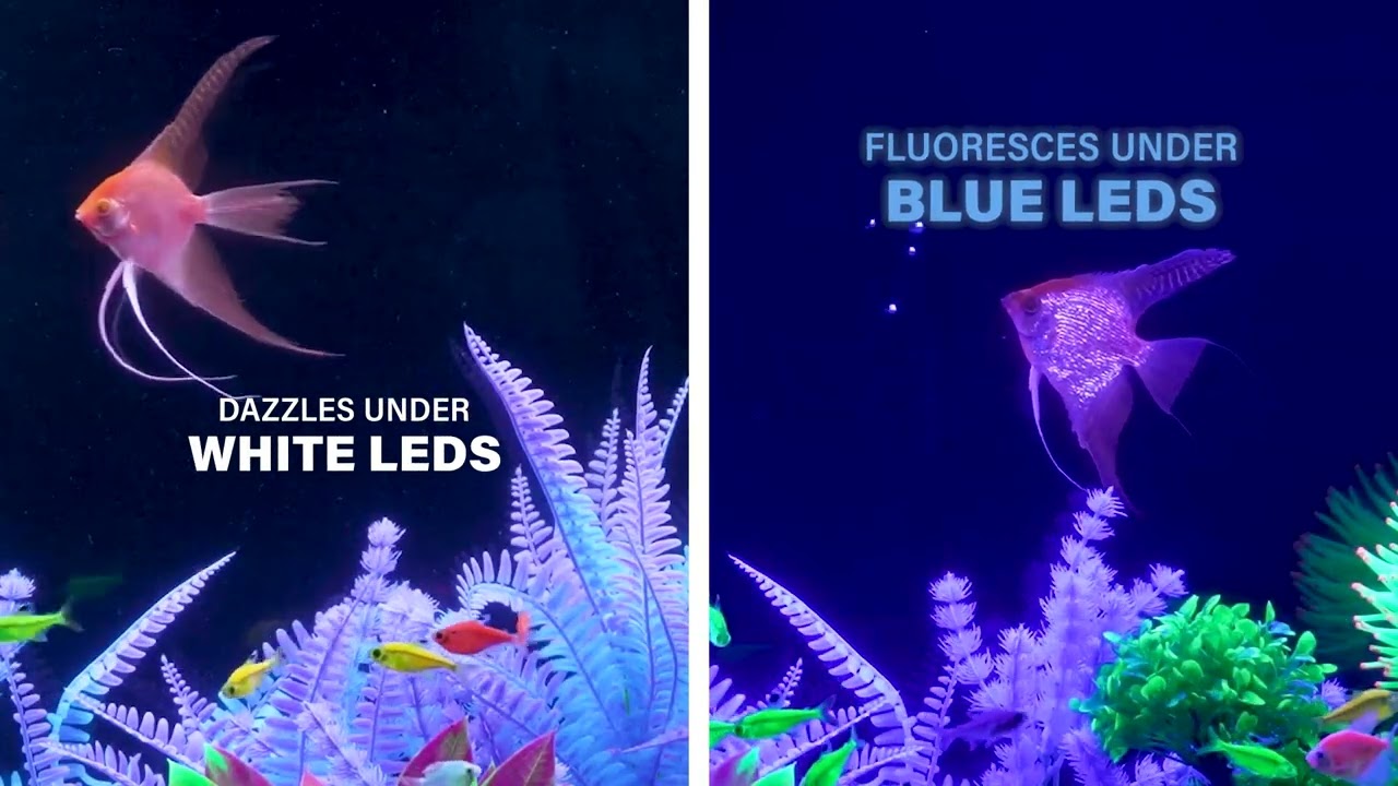 Starfire Red Angelfish - GloFish