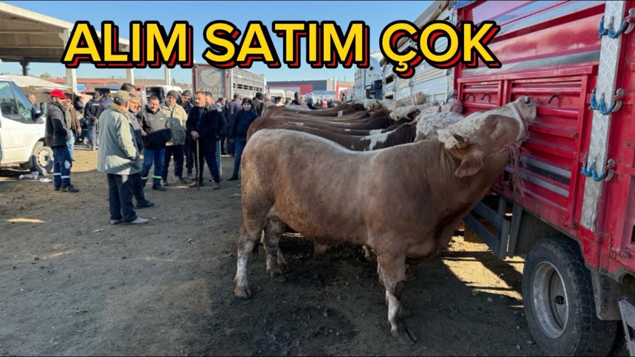 KIRIKKALE HAYVAN PAZARI 15 NİSAN/KURBANLIK FİYATLARI GÜNCEL