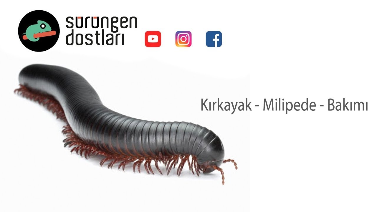 Kırkayak Bakımı - Millipede