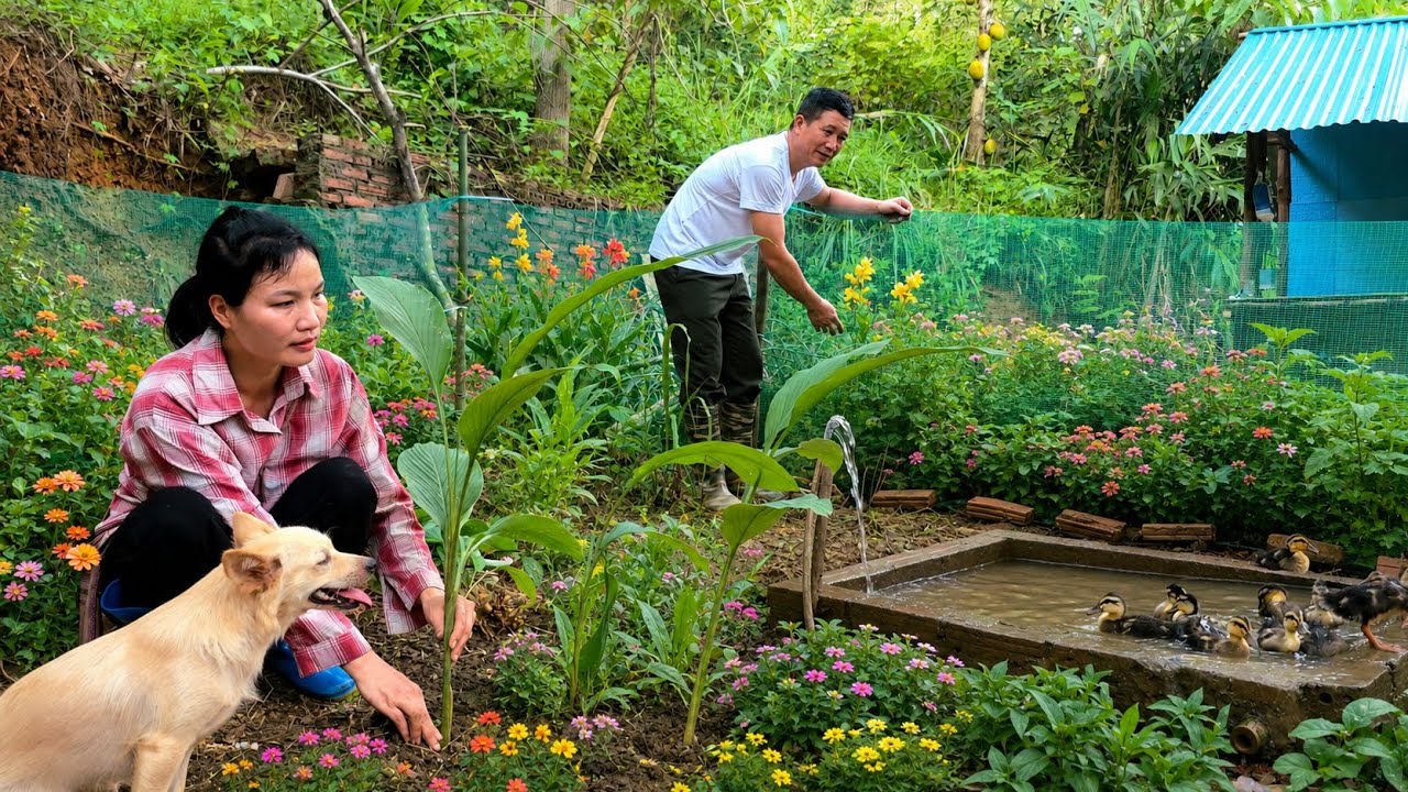 After Weeks of Hard Work... Tuyen Finally Builds Her Dream Farm
