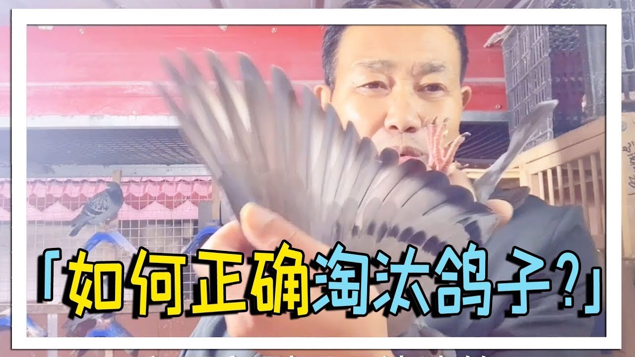 什么样的幼鸽该尽早淘汰？农村大叔总结实用技巧！【农村达叔】
