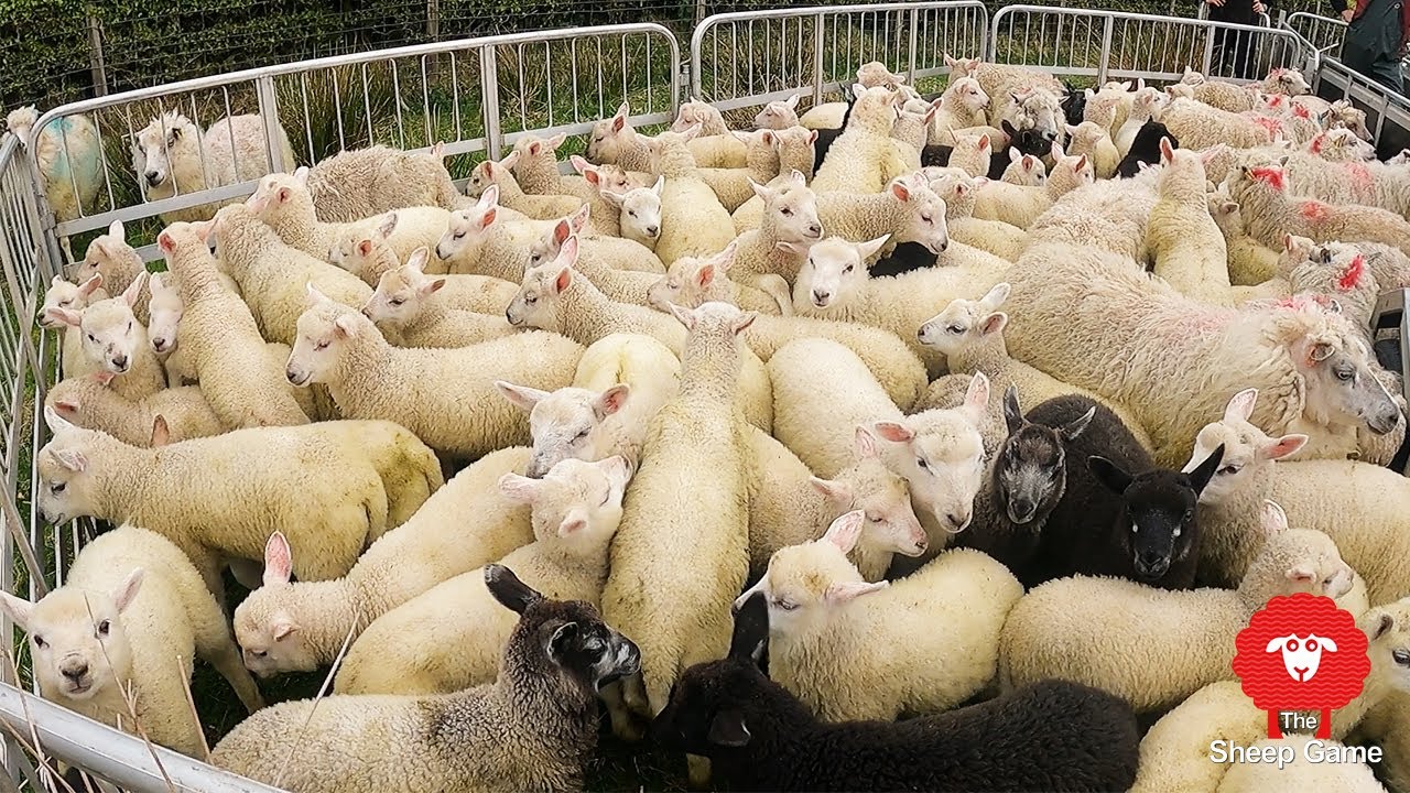 How many lambs did I get from my Shetland ewes?