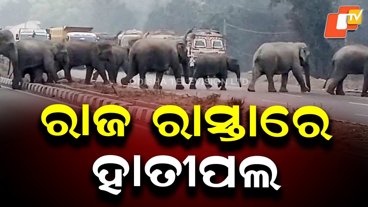 30-Elephant Herd Brings NH-55 Traffic to Halt in Dhenkanal