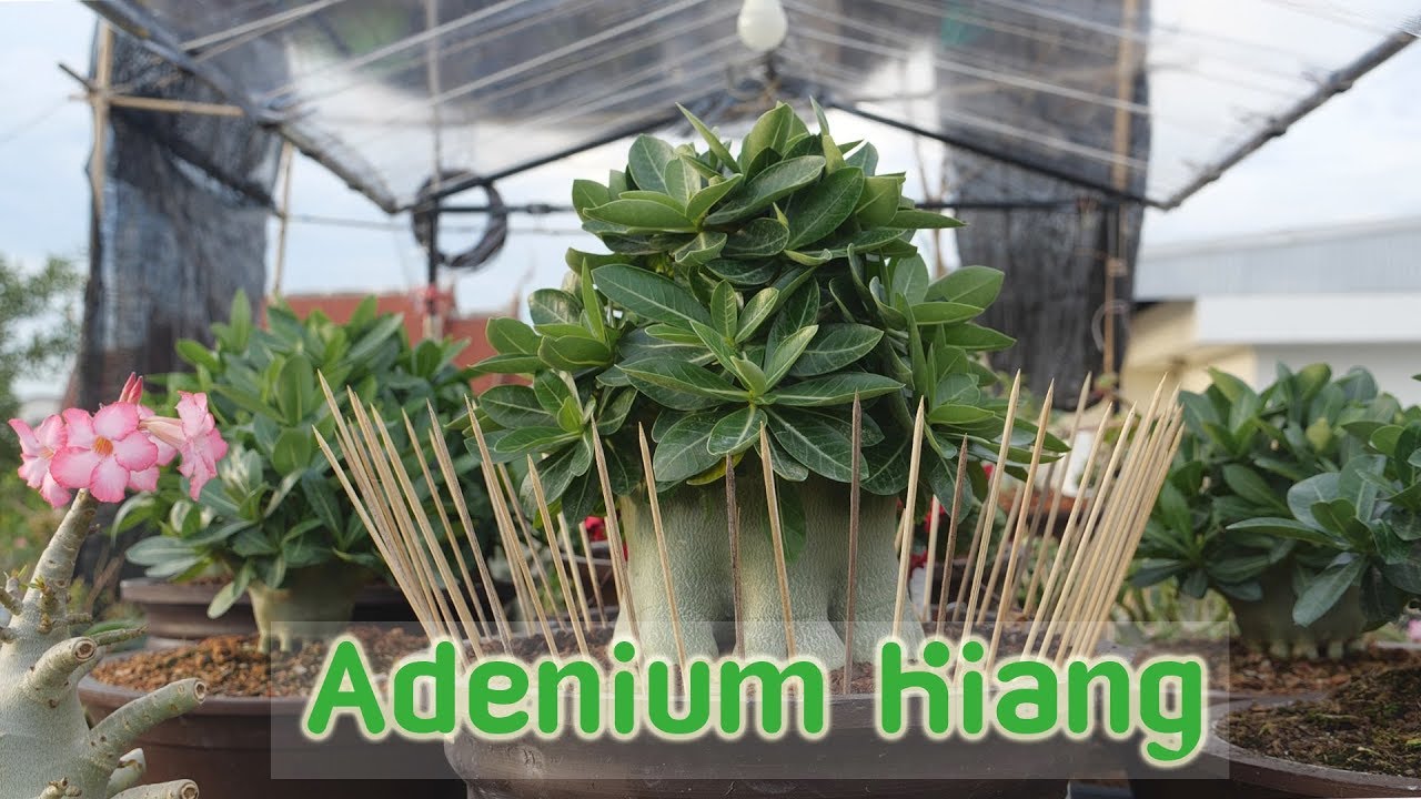 Adenium Kiang สวนชวนชมดาดฟ้า 