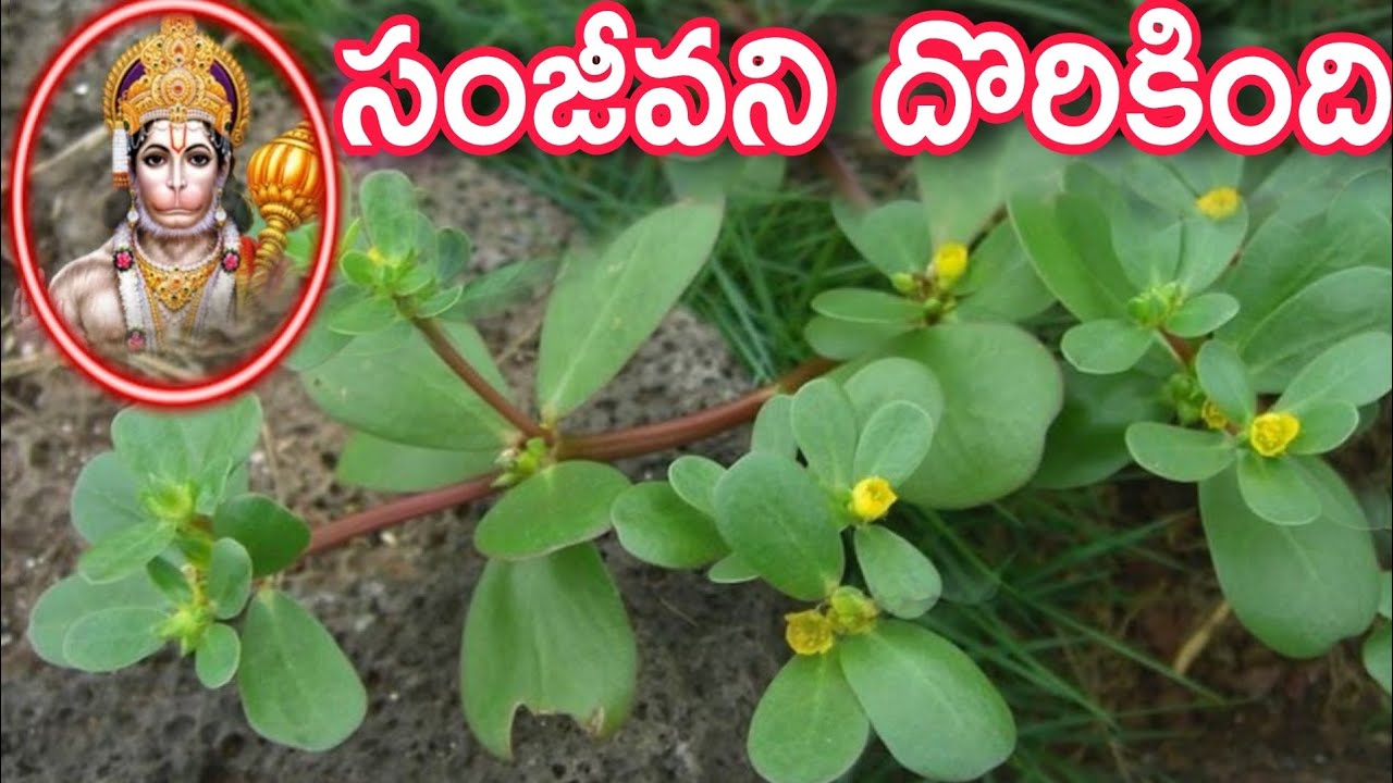 ఈ మొక్క ఆకులు,పువ్వులు ఎక్కడైనా కనిపిస్తే జాగ్రత్తగా ఇంటికి తెచ్చుకోండి బంగారం కంటే విలువైనది..