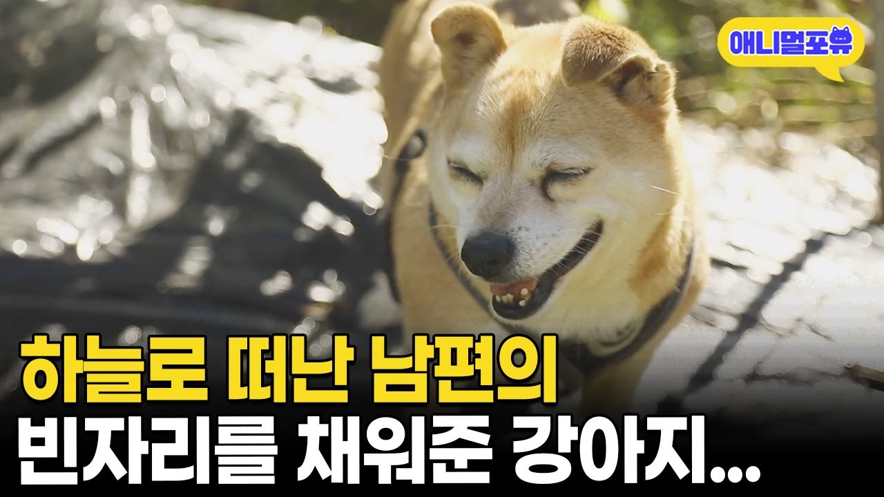 하늘로 떠난 남편의 빈자리를 따뜻하게 채워준 강아지 I KBS 동물극장 단짝 231111 방송