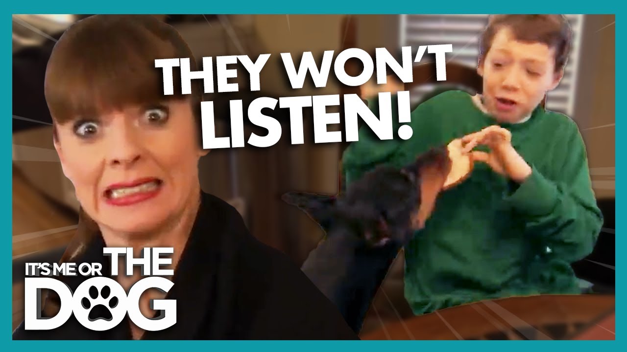 Uncontrollable Dogs Won't Listen to Owners! | It's Me or The Dog