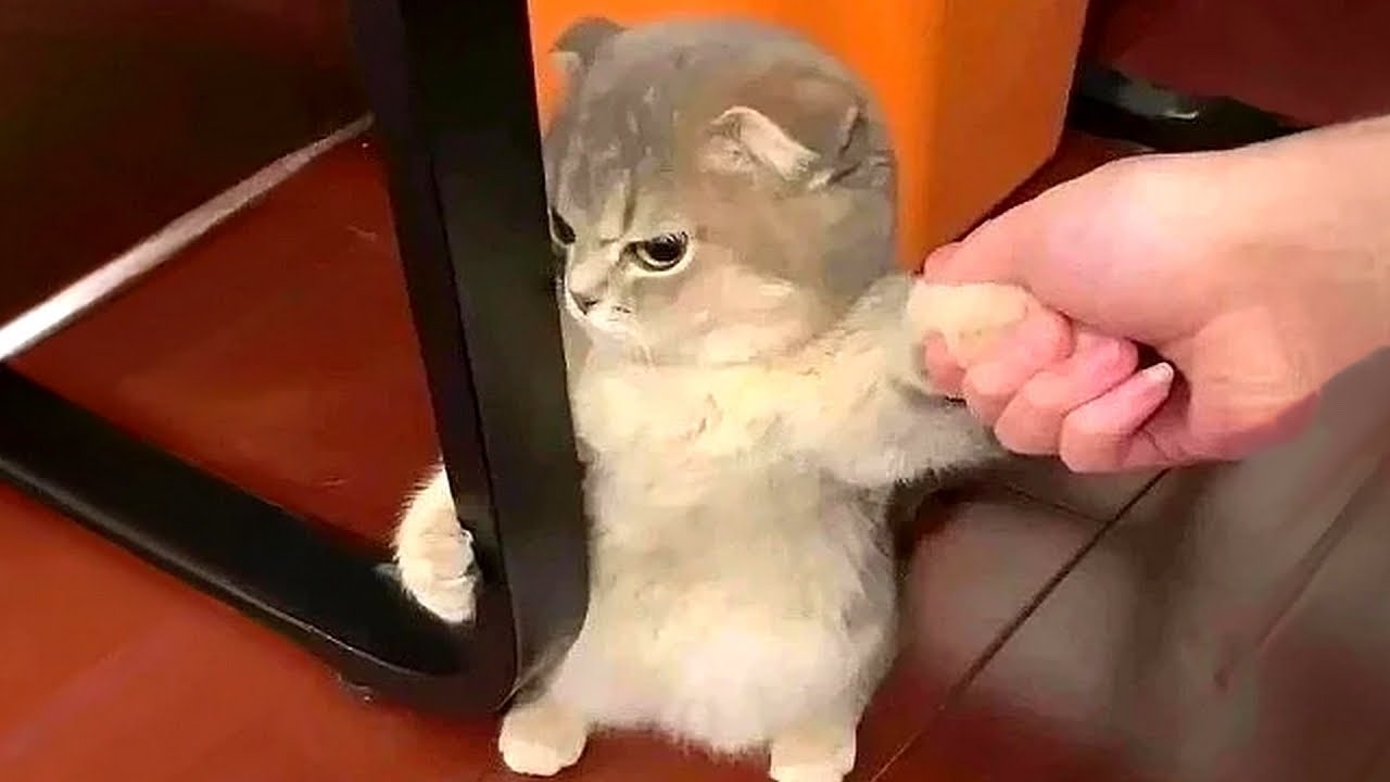 Come with me to watch some memes