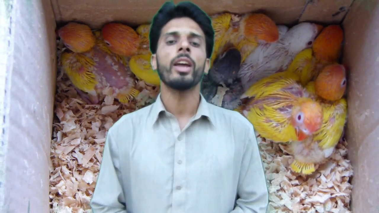 Lovebirds Ki Basic information | Lovebirds Cage, Box and Breeding Life