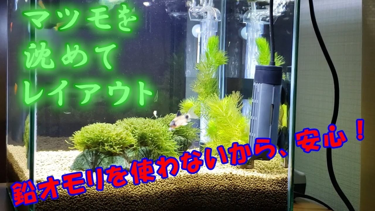 マツモを沈めてレイアウト【水槽内スッキリ！】