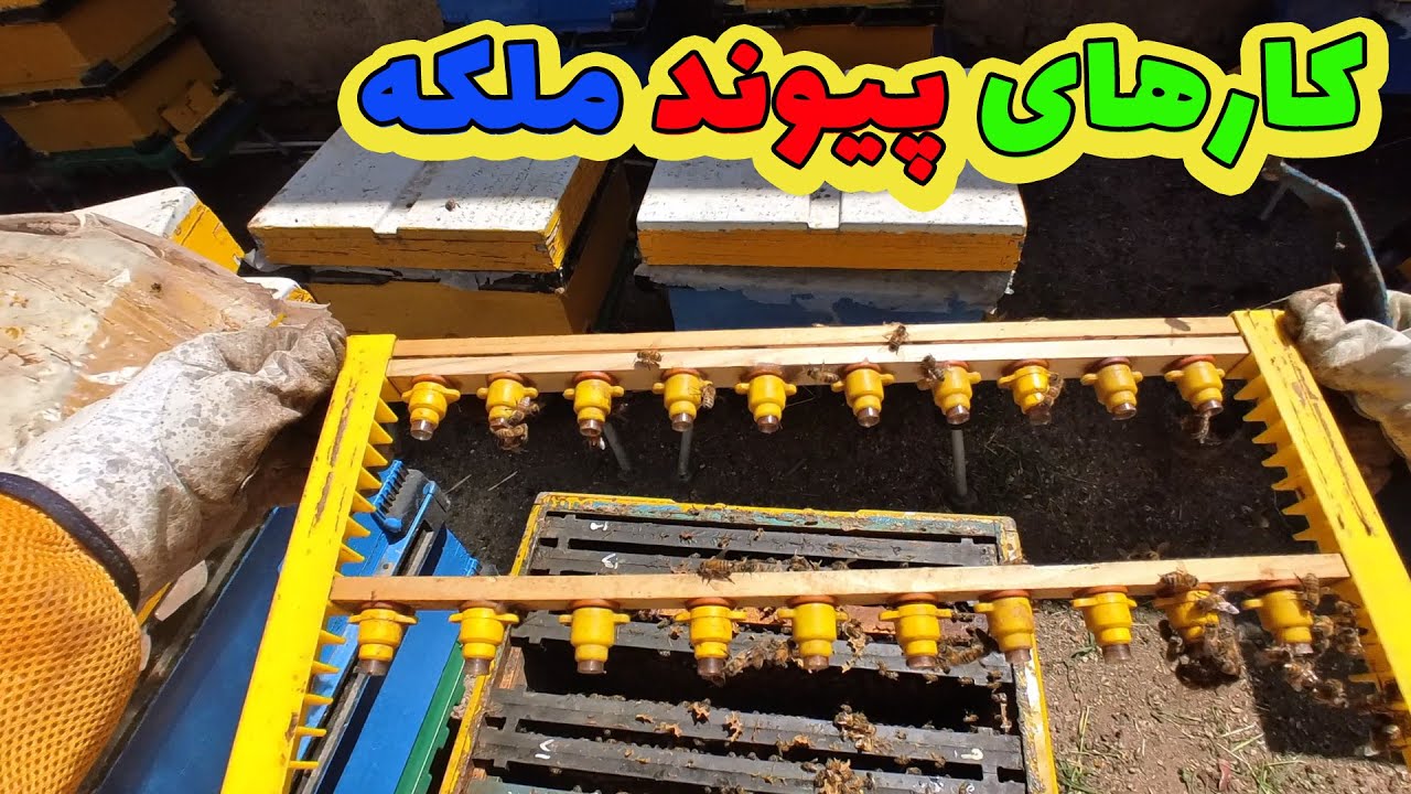 آموزش زنبورداری مدرن : کارهای پیوند ملکه