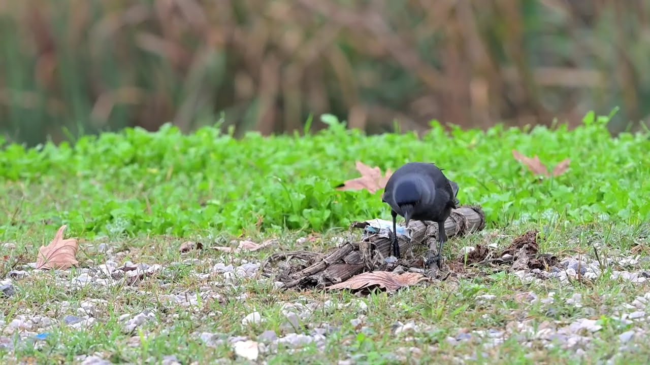 KÜÇÜK KARGA / Corvus monedula / Western Jackdaw / Edirne / Türkiye kuşları