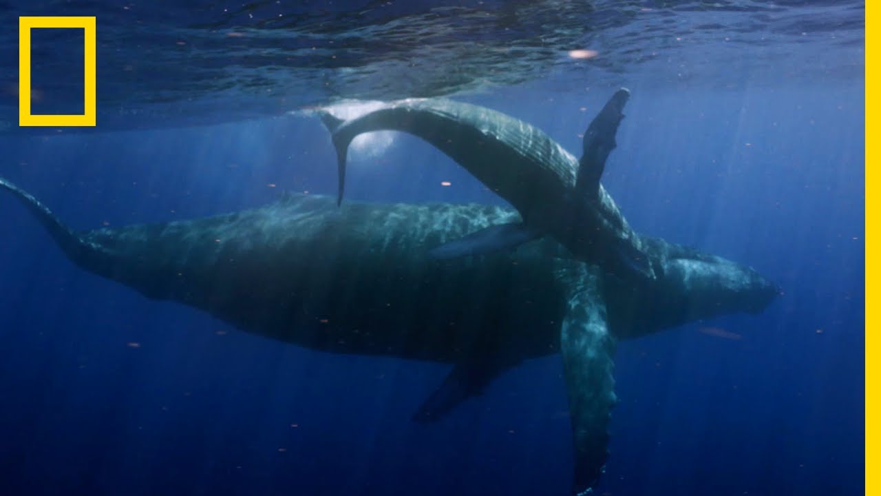 Cette baleine vient de donner naissance &agrave; un impressionnant baleineau