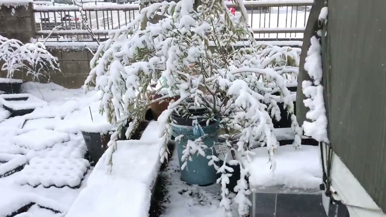 【2/8の東金市は大雪です‼︎】AM9：30頃の千葉県東金市ハイカラ 約5センチ近い積雪となっています。