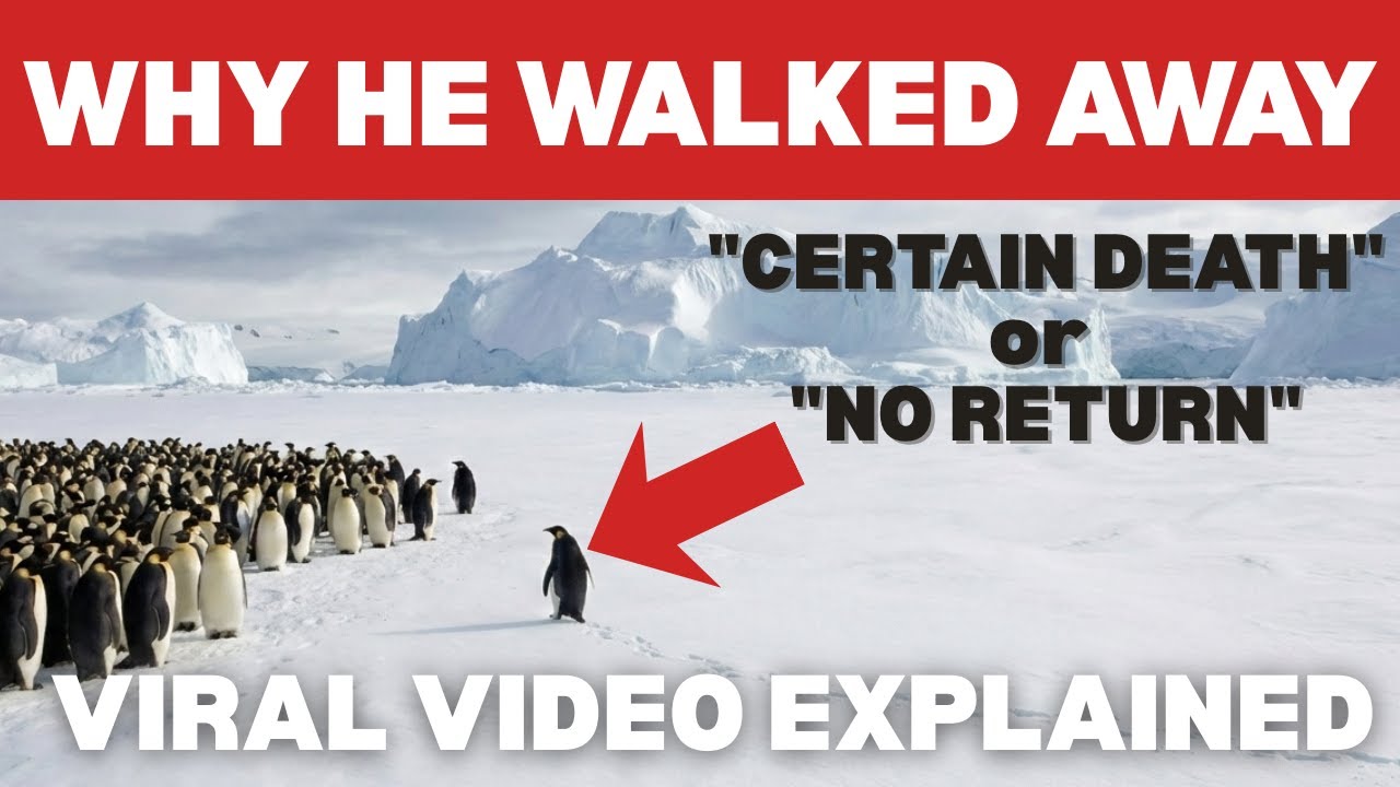 The Nihilist Penguin: Why He Walked Away (Werner Herzog Analysis)