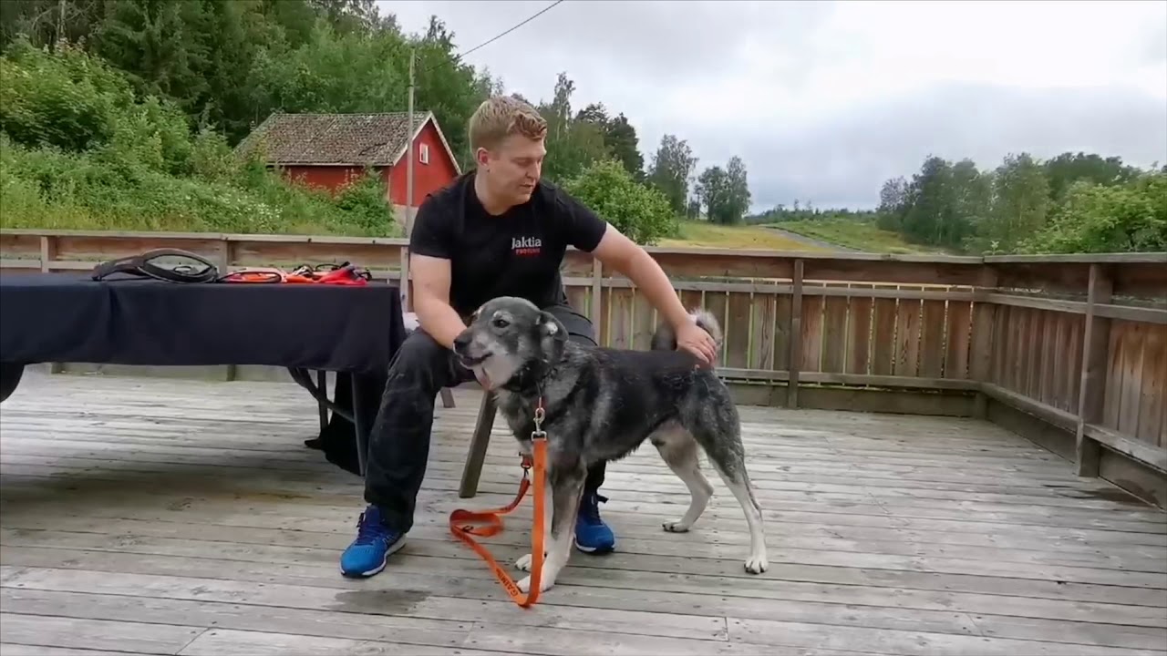 Jaktia PRO Team - trening og fôring av jakthund