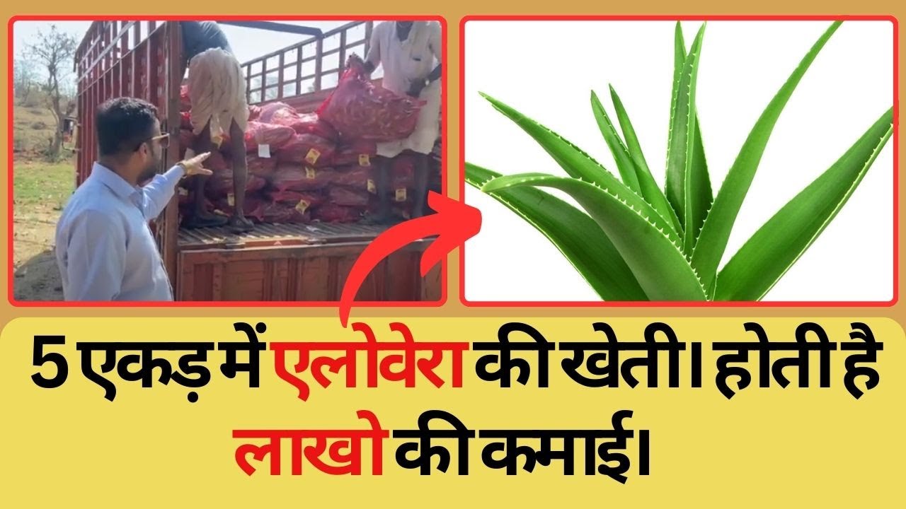 Aloe Vera Cultivation with Amritanjali Ayurved! 🌿 | Contract Farming Opportunities | Call 9799931200