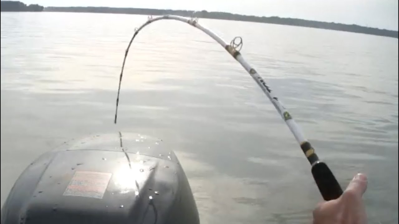 Biggest Catfish ever caught on Team Catfish video!