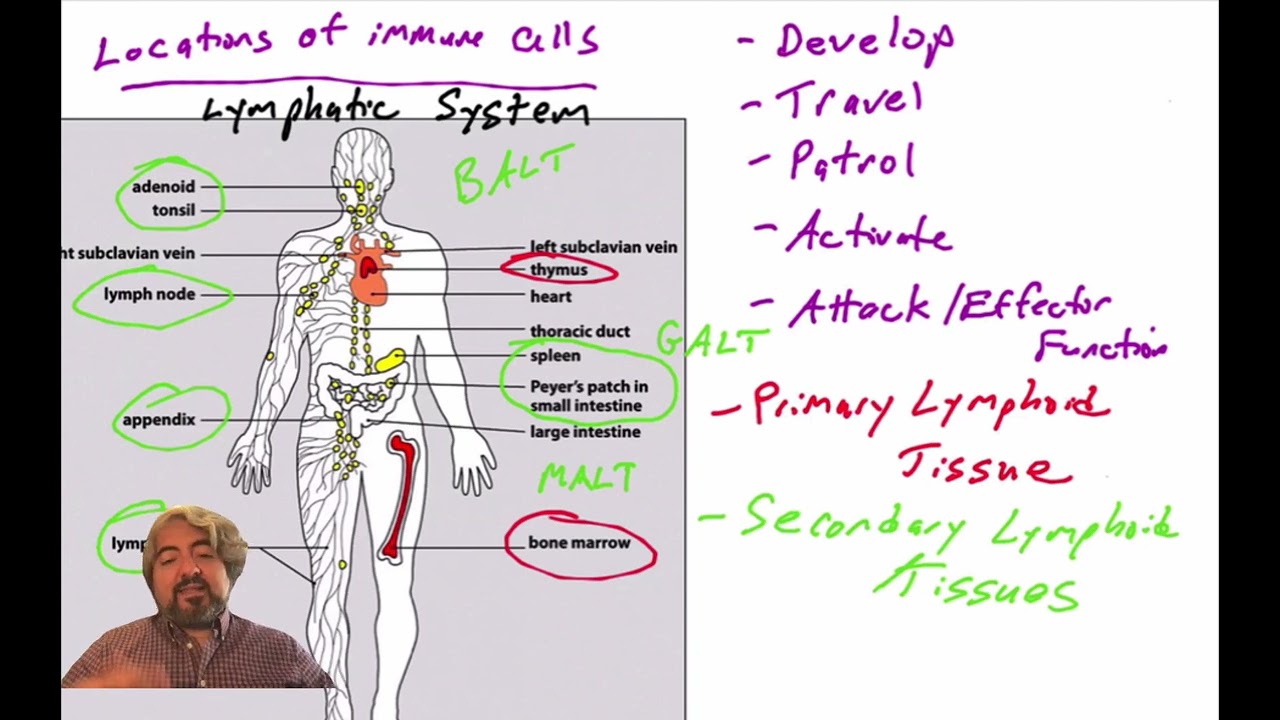 Introduction to immune tissues